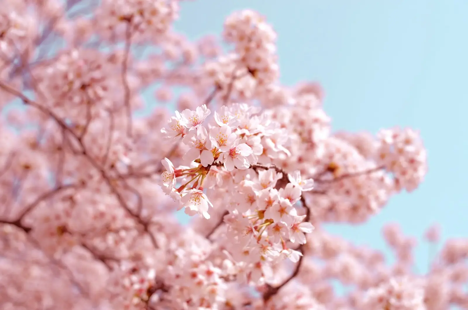 Lush pink cherry blossoms against a bright blue sky