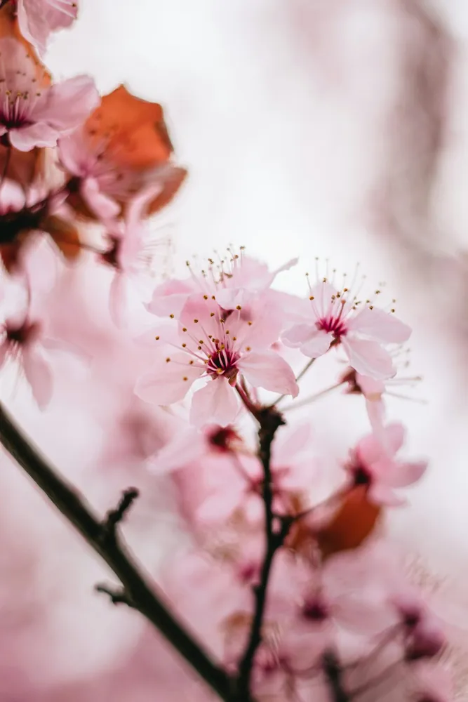 A close-up of pink cherry blossoms in bloom