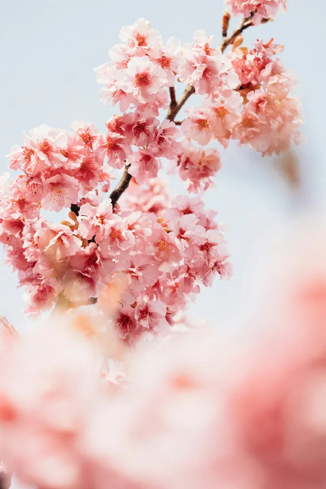Cherry blossom branches against a soft sky