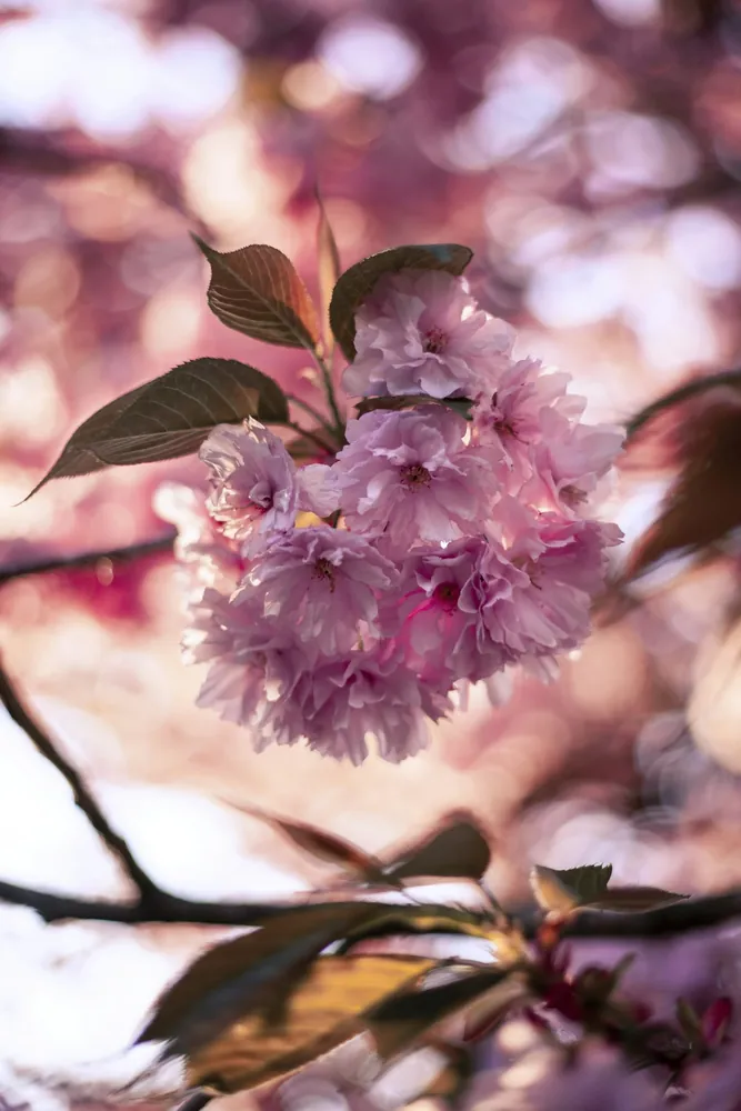 A delicate cluster of cherry blossom petals